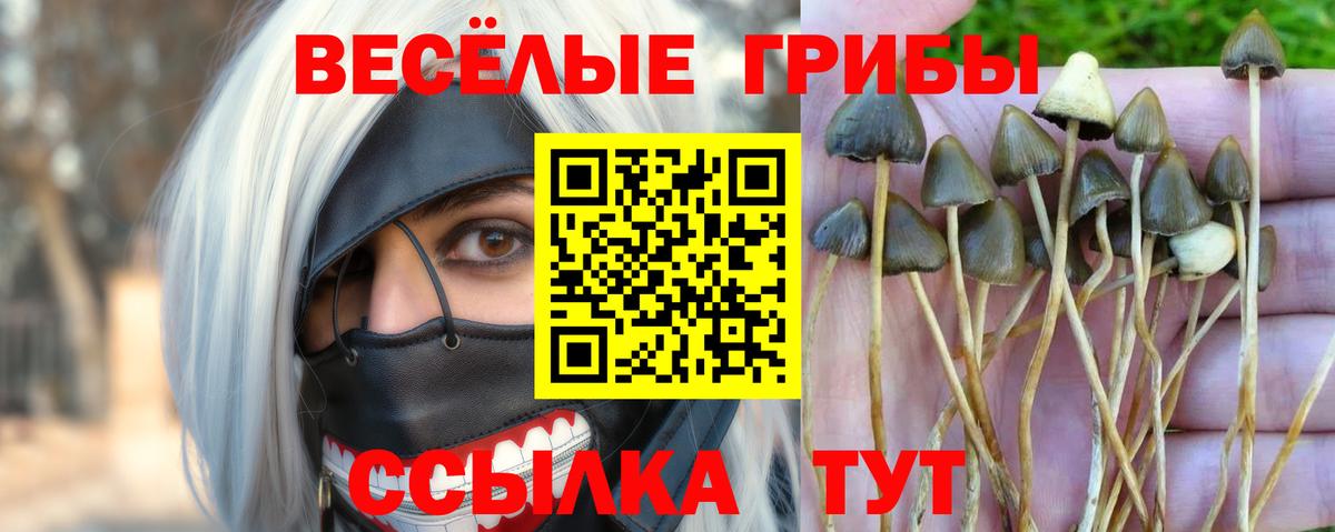 Галлюциногенные грибы ЛСД  Вход с VPN  Галлюциногенные грибы Psilocybine cubensis  Ахтубинск 